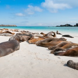 UNO DE LOS ESPACIOS MÁS PROTEGIDOS DEL PLANETA: LAS ISLAS GALÁPAGOS