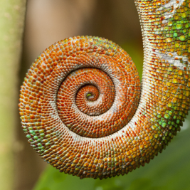 Animale exóticos de la Isla de Madagascar