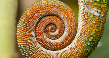 Animale exóticos de la Isla de Madagascar