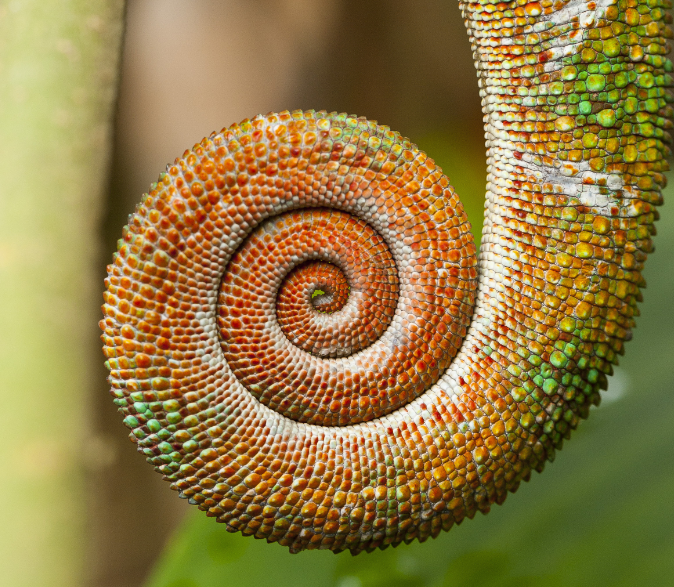 Animale exóticos de la Isla de Madagascar