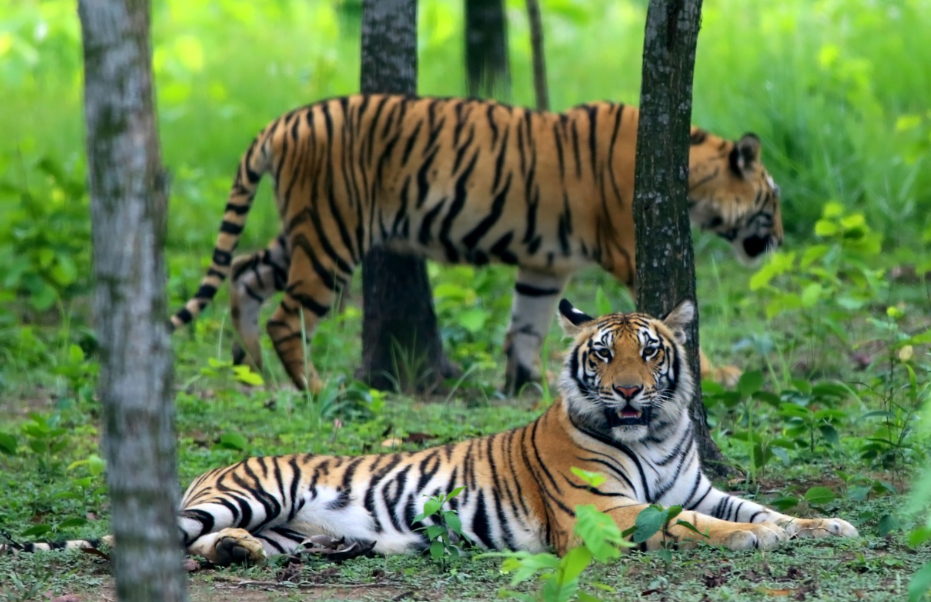 Bangladesh