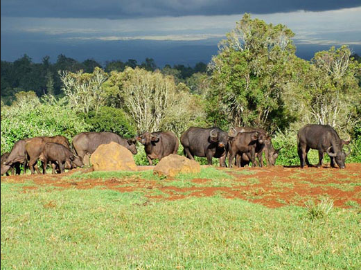 Safari por África