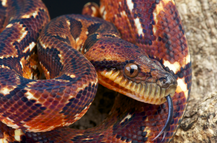 boa