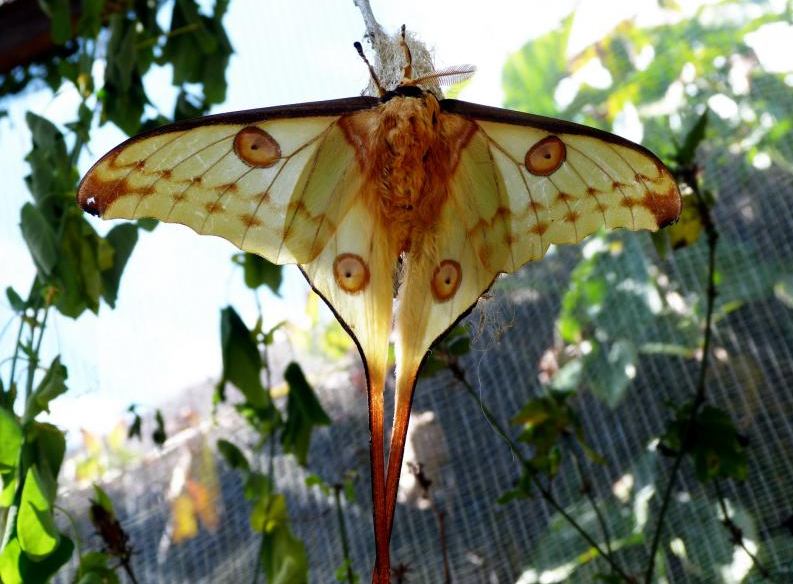 mariposa luna