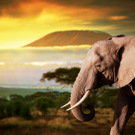 Cómo organizar un safari por África sin gastar mucho
