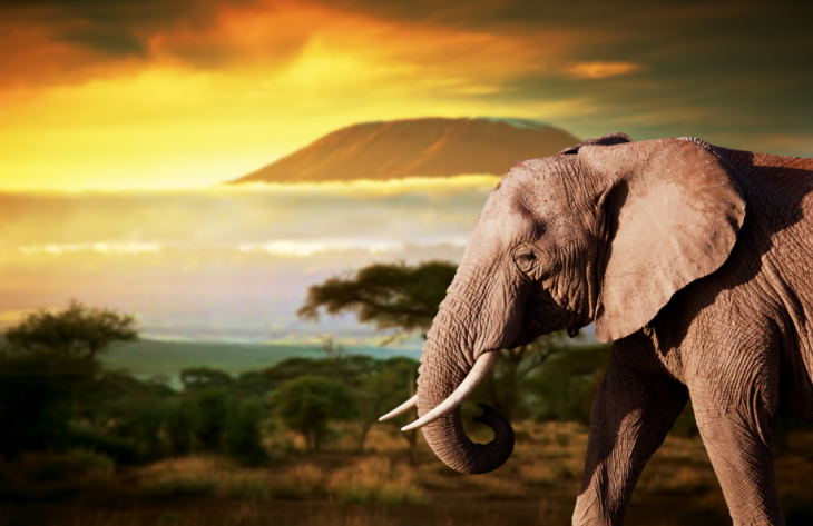 Cómo organizar un safari por África sin gastar mucho