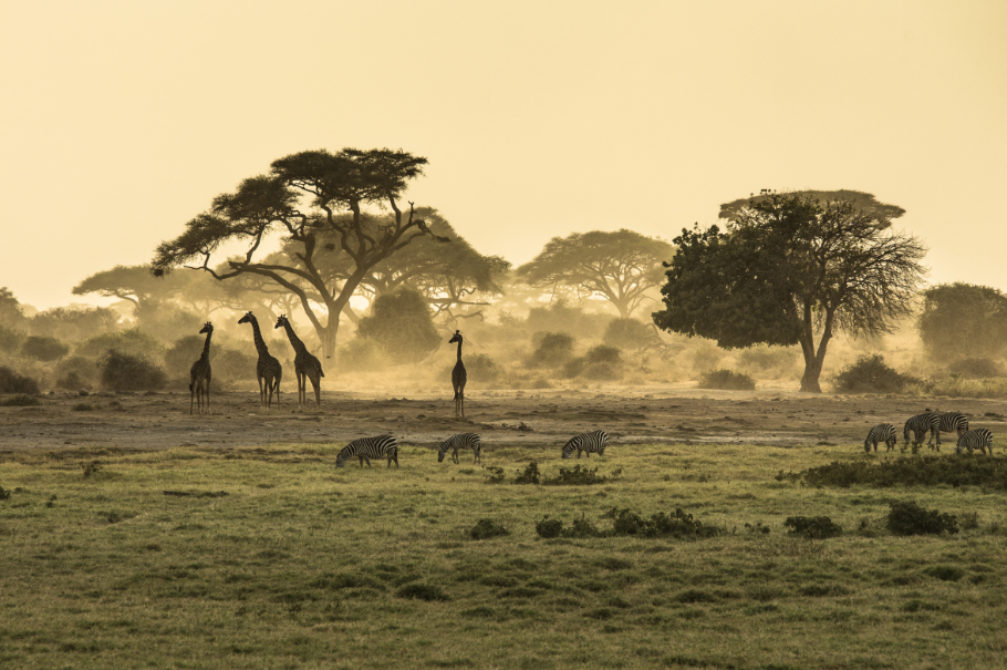 Safari por África