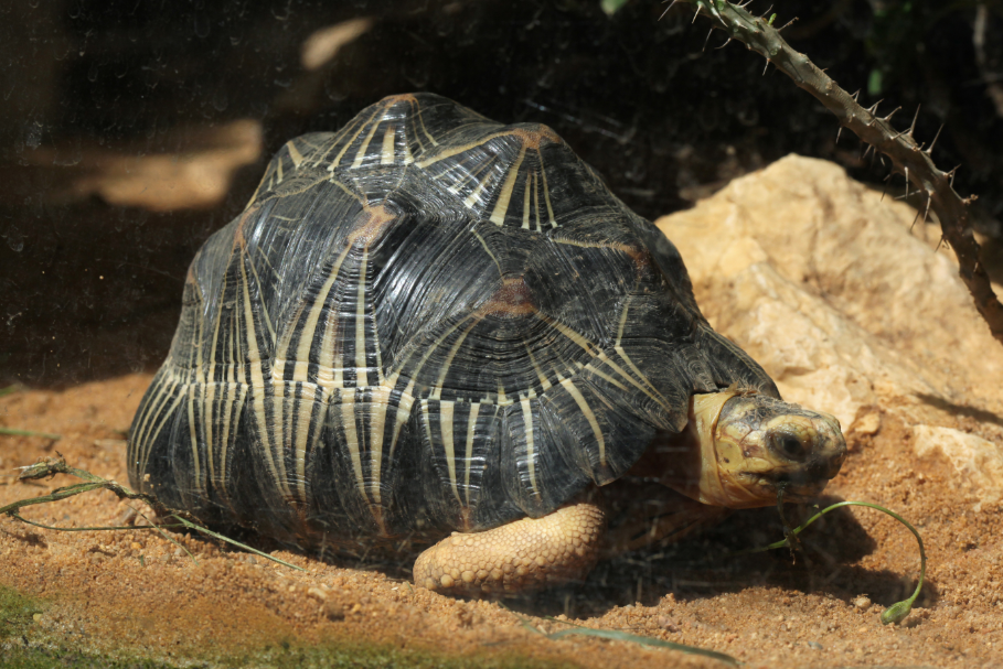 tortuga
