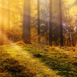 Bosques de cuento cerca de Madrid