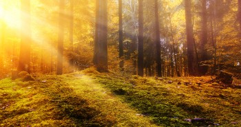 Bosques de cuento cerca de Madrid