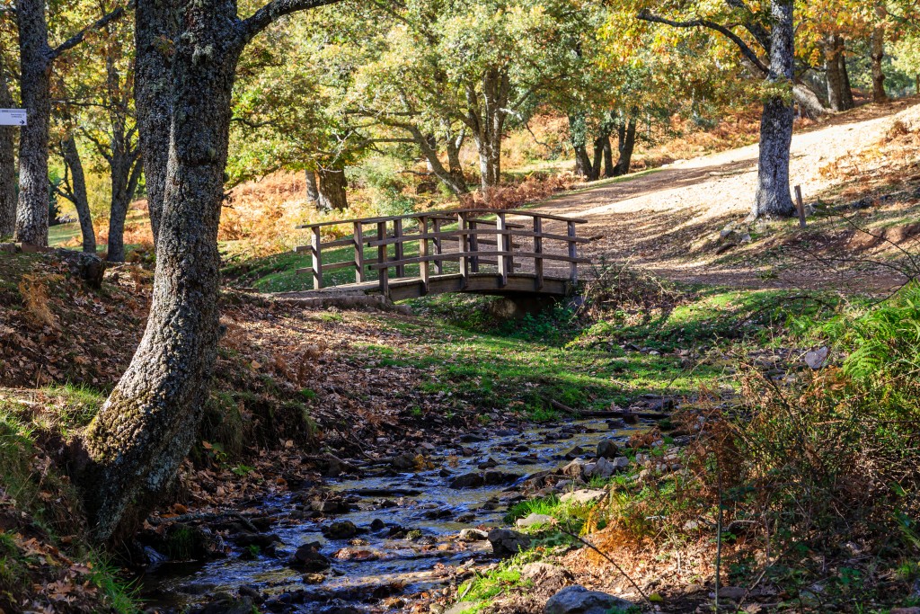 Bosques de cuento