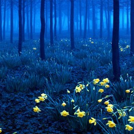 El Bosque Negro de Alemania