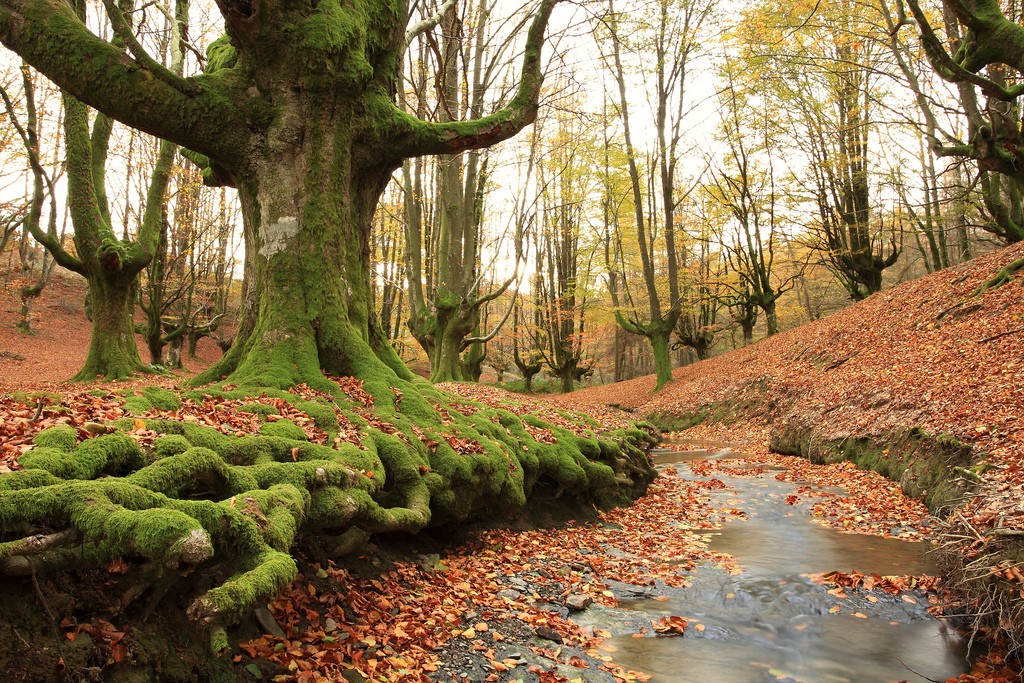 Bosques de cuento