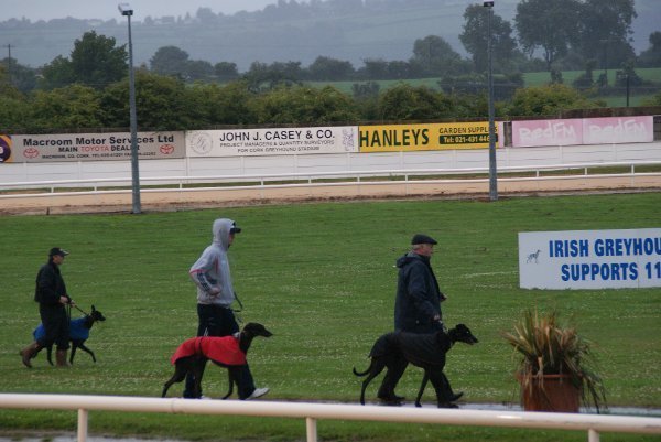 Carrera perros