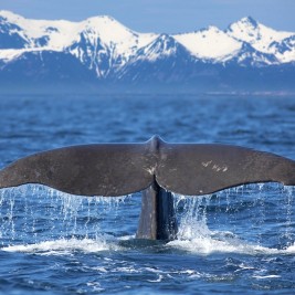 10 lugares para ver ballenas