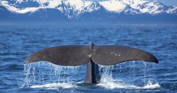 10 lugares para ver ballenas