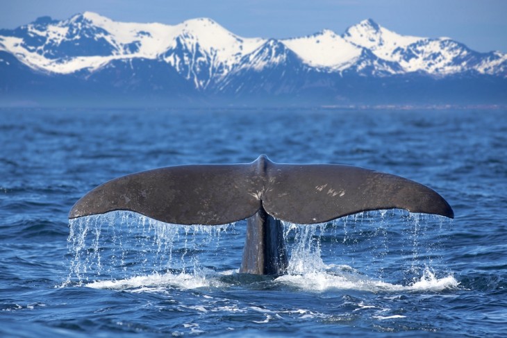 10 lugares para ver ballenas