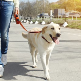 Las guías Dog Friendly de Madrid y Barcelona