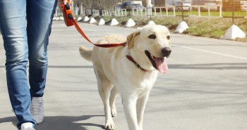 Las guías Dog Friendly de Madrid y Barcelona