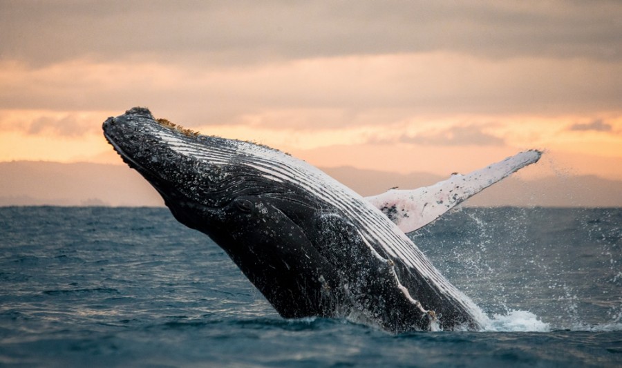 Lugares para ver ballenas