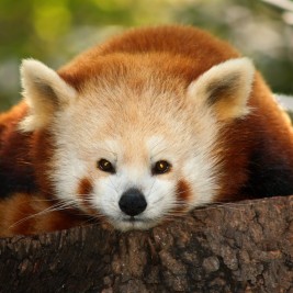 ­Los zoológicos más impresionantes del mundo