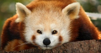 ­Los zoológicos más impresionantes del mundo