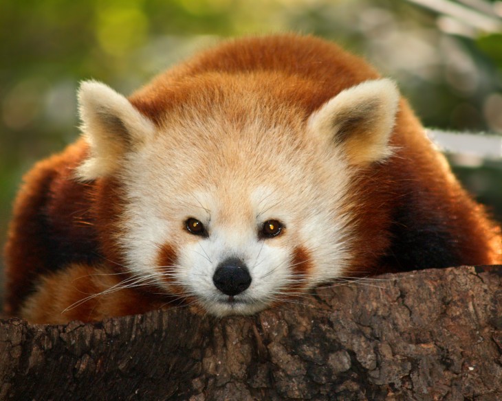 ­Los zoológicos más impresionantes del mundo