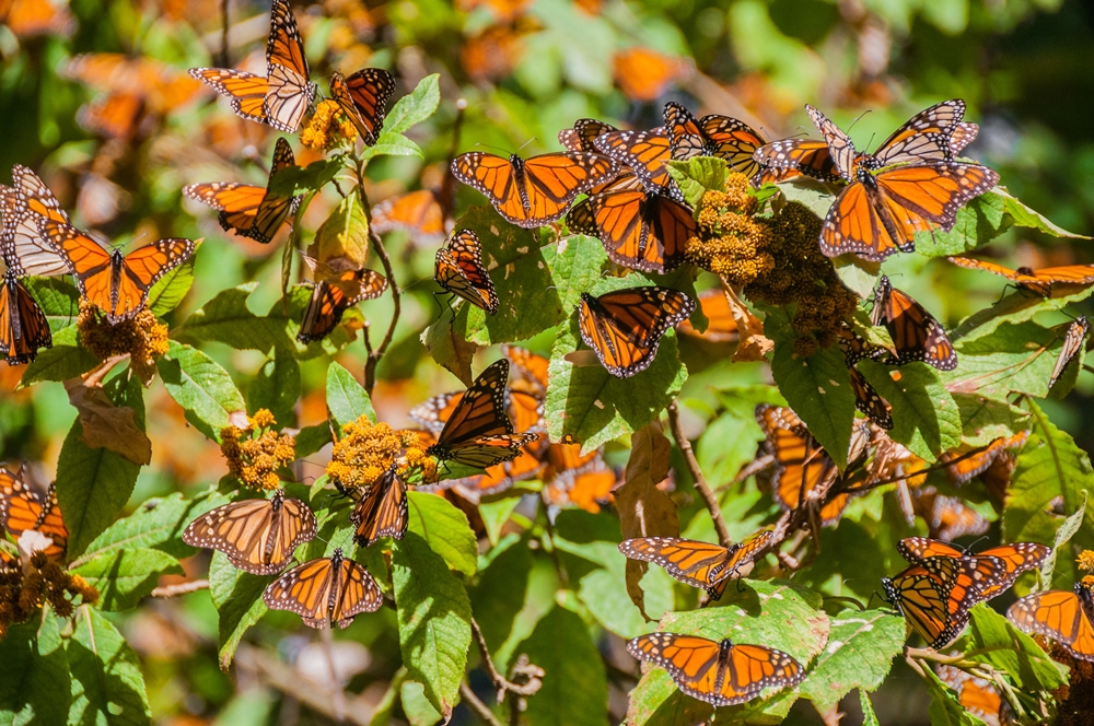 Espectáculos de la naturaleza