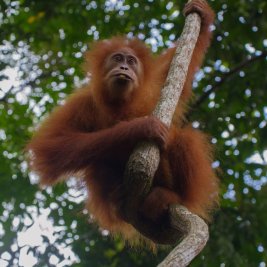 Orangután entre la vegetación de la selva de Borneo