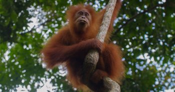 Orangután entre la vegetación de la selva de Borneo