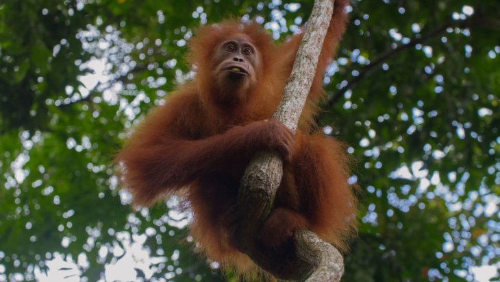 Orangután entre la vegetación de la selva de Borneo