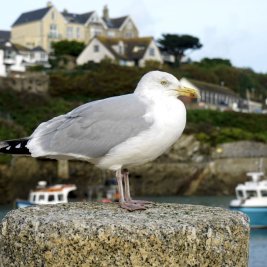 Puerto pesquero con barcas de colores y casas de piedra en un pueblo de Cornualles, Inglaterra