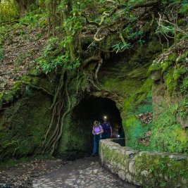 Sendero junto a una levada entre la vegetación de laurisilva en Madeira
