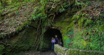 Sendero junto a una levada entre la vegetación de laurisilva en Madeira