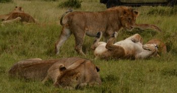 Leones descansando en la sabana del Masái Mara al amanecer