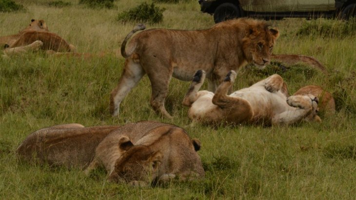 Leones descansando en la sabana del Masái Mara al amanecer