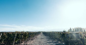 Viñedos de Mendoza con la cordillera de los Andes nevada al fondo