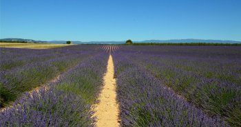 Campo de lavanda en flor al atardecer con una casa de piedra al fondo, Provenza