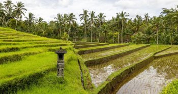 Terrazas de arroz verdes entre palmeras cerca de Ubud, en el interior de Bali